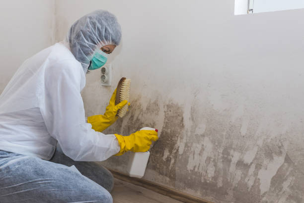 Best Industrial Mold Remediation in District Heights, MD